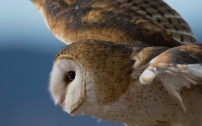 What hand-to-hand Combat with an Owl Taught Me About Business